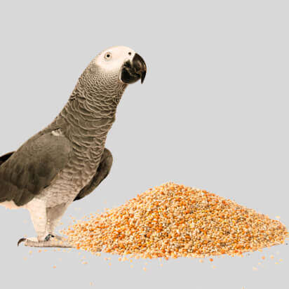 ziervogelfutter bubblenavibanner